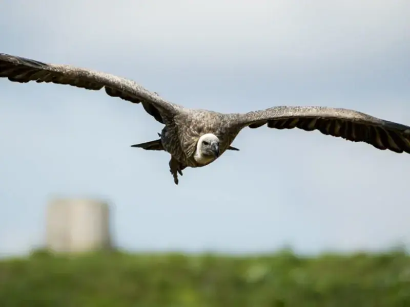 India. Gli avvoltoi tra collasso ecologico e risposte di conservazione