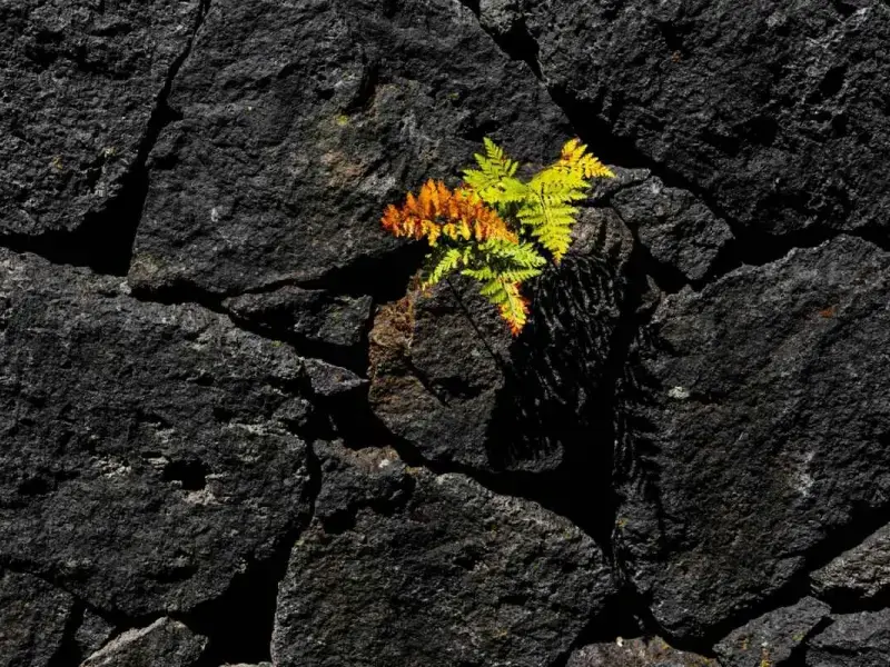 Ecco il Piano nazionale di ripristino della natura. Un’occasione storica per attuare la Costituzione