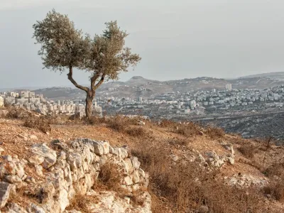 La guerra degli ulivi in Palestina: la fame come strategia