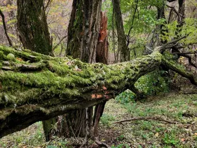 La terza via delle foreste