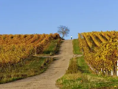 L’Europa e la deregolamentazione degli OGM