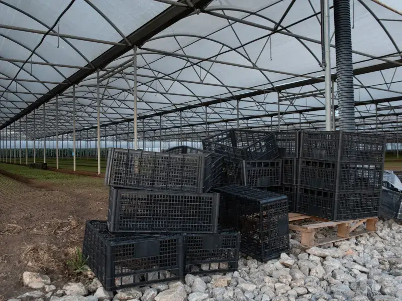 Nei campi della Piana del Sele si continua a morire di sfruttamento e indifferenza