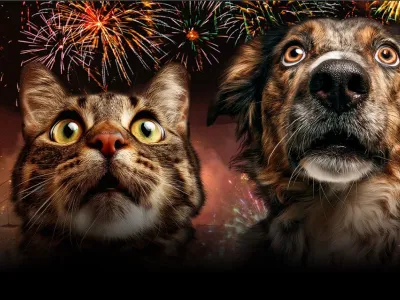 Basta botti! Possiamo impedire la sofferenza di molti animali a fine anno