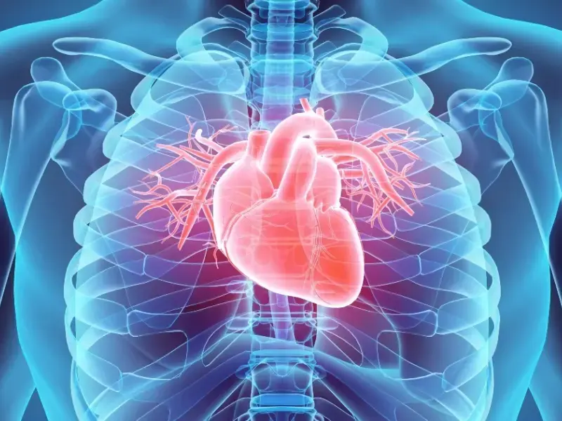 Il battito protegge il cuore dallo sviluppo di tumori